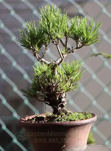 Hướng Dẫn Chi Tiết Cách Trồng Và Chăm Sóc Cây Thông Bonsai Đẹp Tại Nhà Hướng Dẫn Chi Tiết Cách Trồng Và Chăm Sóc Cây Thông Bonsai Đẹp Tại Nhà