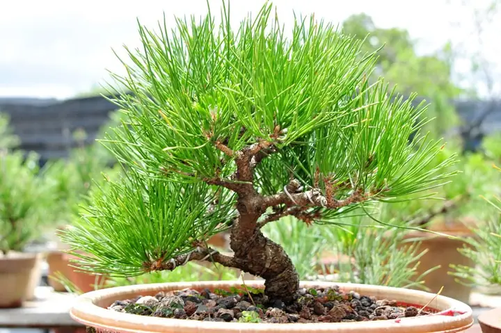 Hướng Dẫn Chi Tiết Cách Trồng Và Chăm Sóc Cây Thông Bonsai Đẹp Tại Nhà Hướng Dẫn Chi Tiết Cách Trồng Và Chăm Sóc Cây Thông Bonsai Đẹp Tại Nhà