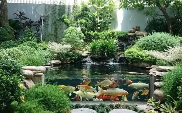 Hướng Dẫn Trồng Cây Thủy Sinh Ngoài Trời: Từ A-Z Cho Bể Cá Đẹp, Ít Tảo Hướng Dẫn Trồng Cây Thủy Sinh Ngoài Trời: Từ A-Z Cho Bể Cá Đẹp, Ít Tảo