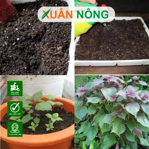 Hướng Dẫn Trồng Tía Tô Tại Nhà Hiệu Quả: Từ Hạt Giống Đến Chăm Sóc Quanh Năm Hướng Dẫn Trồng Tía Tô Tại Nhà Hiệu Quả: Từ Hạt Giống Đến Chăm Sóc Quanh Năm