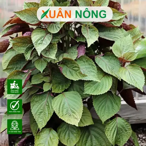 Hướng Dẫn Trồng Tía Tô Tại Nhà Hiệu Quả: Từ Hạt Giống Đến Chăm Sóc Quanh Năm Hướng Dẫn Trồng Tía Tô Tại Nhà Hiệu Quả: Từ Hạt Giống Đến Chăm Sóc Quanh Năm