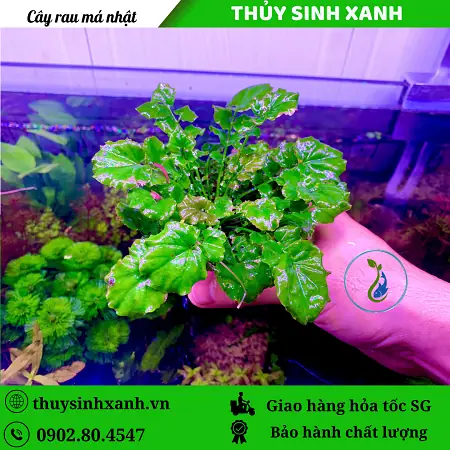 Cách Trồng Tía Tô Nhật Bản: Hướng Dẫn Chi Tiết Từ A-Z Cho Người Mới Bắt Đầu Cách Trồng Tía Tô Nhật Bản: Hướng Dẫn Chi Tiết Từ A-Z Cho Người Mới Bắt Đầu