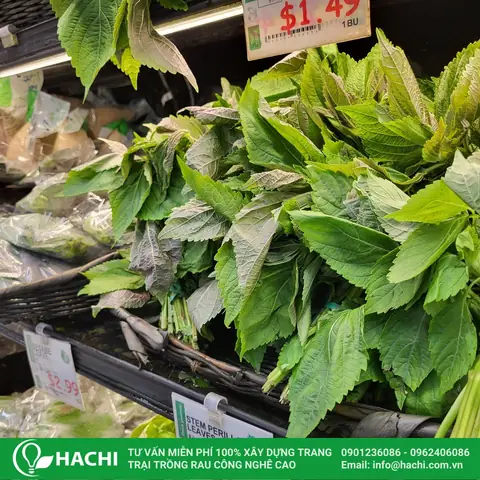 Cách Trồng Tía Tô Thủy Canh: Hướng Dẫn Từ A-Z Đơn Giản Tại Nhà Cách Trồng Tía Tô Thủy Canh: Hướng Dẫn Từ A-Z Đơn Giản Tại Nhà