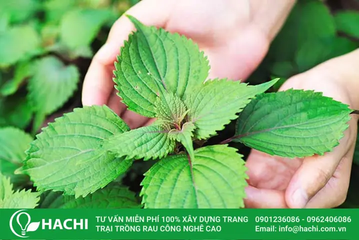 Cách Trồng Tía Tô Thủy Canh: Hướng Dẫn Từ A-Z Đơn Giản Tại Nhà Cách Trồng Tía Tô Thủy Canh: Hướng Dẫn Từ A-Z Đơn Giản Tại Nhà