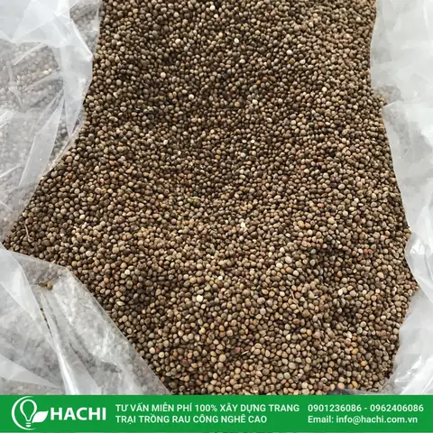 Cách Trồng Tía Tô Thủy Canh: Hướng Dẫn Từ A-Z Đơn Giản Tại Nhà 1 Cách Trồng Tía Tô Thủy Canh: Hướng Dẫn Từ A-Z Đơn Giản Tại Nhà
