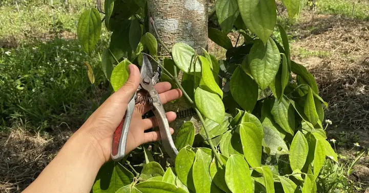Cách Trồng Tiêu Phú Quốc: Quy Trình Chi Tiết Từ A-Z Cho Năng Suất Cao
