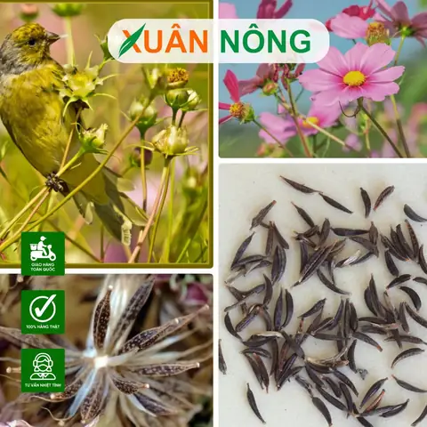 Cách Trồng Tiêu Tại Nhà: Hướng Dẫn Chi Tiết Từ A-Z Cách Trồng Tiêu Tại Nhà: Hướng Dẫn Chi Tiết Từ A-Z