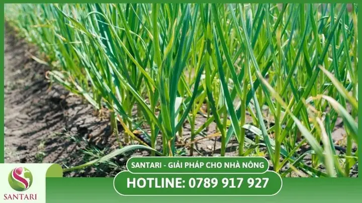 Hướng Dẫn Trồng Tỏi Tây Tại Nhà: Từ A-Z Cho Người Mới Bắt Đầu