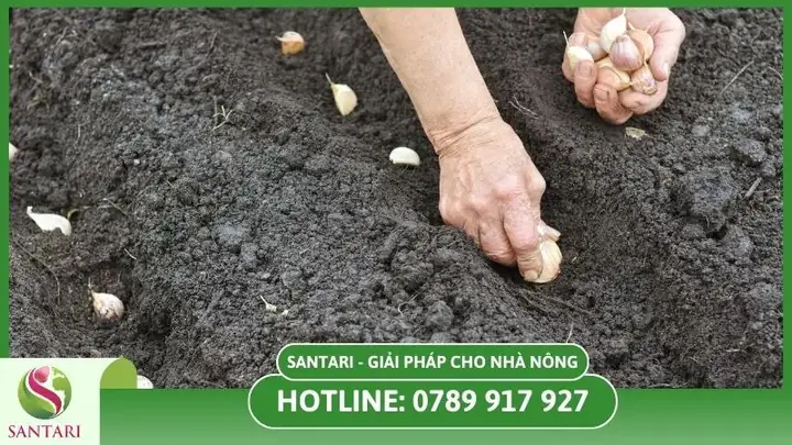 Hướng Dẫn Trồng Tỏi Tây Tại Nhà: Từ A-Z Cho Người Mới Bắt Đầu
