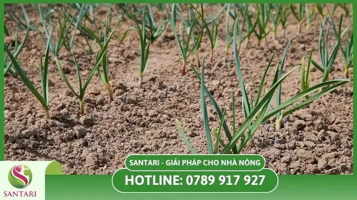 Hướng Dẫn Trồng Tỏi Tây Tại Nhà: Từ A-Z Cho Người Mới Bắt Đầu