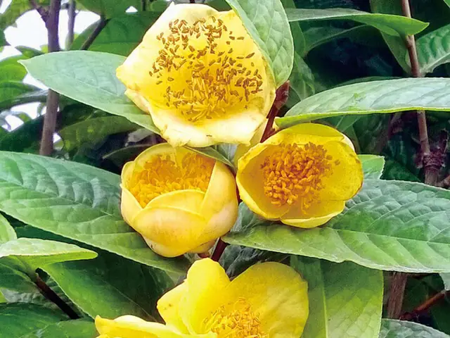 Hướng Dẫn Trồng Và Chăm Sóc Cây Trà Hoa Vàng Toàn Diện