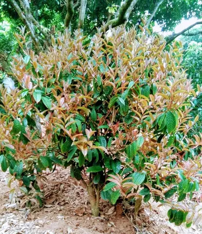 Hướng Dẫn Trồng Và Chăm Sóc Cây Trà Hoa Vàng Toàn Diện