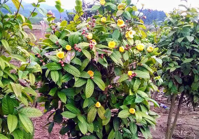 Hướng Dẫn Trồng Và Chăm Sóc Cây Trà Hoa Vàng Toàn Diện