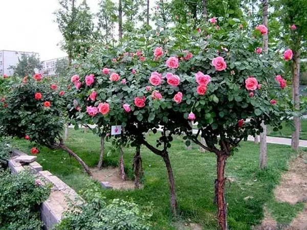 Hướng Dẫn Chi Tiết Cách Trồng Và Chăm Sóc Cây Hoa Hồng Thân Gỗ (tree Rose) Hướng Dẫn Chi Tiết Cách Trồng Và Chăm Sóc Cây Hoa Hồng Thân Gỗ (tree Rose)