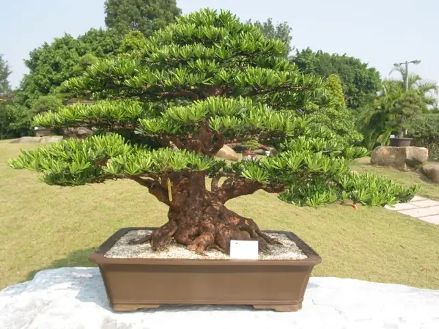 Cách Trồng Và Chăm Sóc Cây Tùng Kim Cương: Hướng Dẫn Chi Tiết Từ A-Z Cách Trồng Và Chăm Sóc Cây Tùng Kim Cương: Hướng Dẫn Chi Tiết Từ A-Z