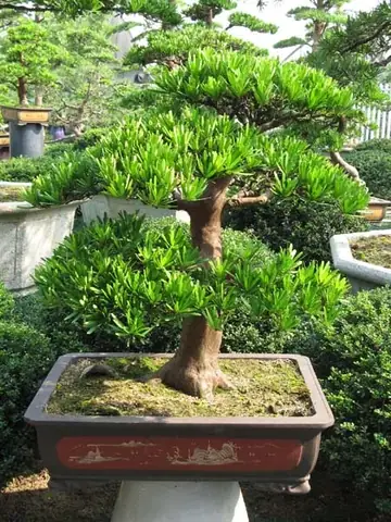 Cách Trồng Và Chăm Sóc Cây Tùng Kim Cương: Hướng Dẫn Chi Tiết Từ A-Z Cách Trồng Và Chăm Sóc Cây Tùng Kim Cương: Hướng Dẫn Chi Tiết Từ A-Z