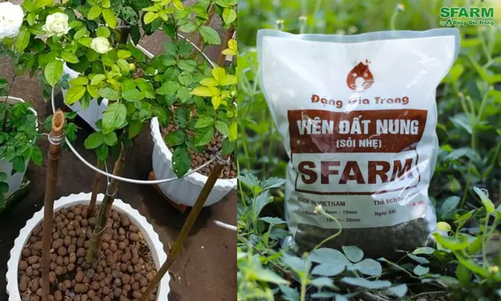 Cách Trồng Và Chăm Sóc Hoa Hồng Toàn Diện: Từ A-Z Cho Hoa Đẹp, Cây Khỏe