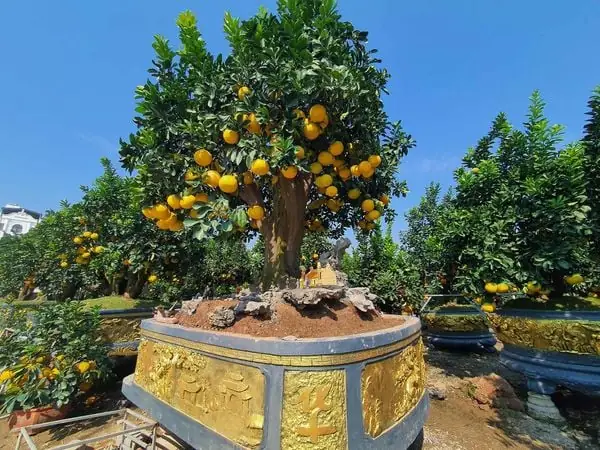 Cách Trồng Và Chăm Sóc Cây Bưởi Trong Chậu: Hướng Dẫn Chi Tiết Từ A-Z Cách Trồng Và Chăm Sóc Cây Bưởi Trong Chậu: Hướng Dẫn Chi Tiết Từ A-Z