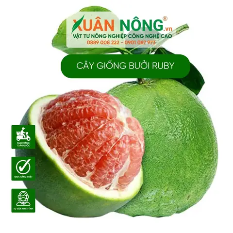 Cách Trồng Và Chăm Sóc Cây Bưởi Trong Chậu: Hướng Dẫn Chi Tiết Từ A-Z Cách Trồng Và Chăm Sóc Cây Bưởi Trong Chậu: Hướng Dẫn Chi Tiết Từ A-Z