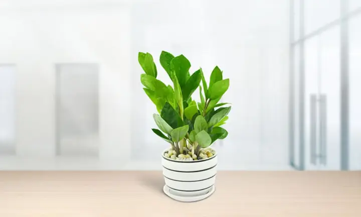Hướng Dẫn Chi Tiết Cách Trồng Và Chăm Sóc Cây Kim Tiền Khỏe Đẹp, Mang Tài Lộc