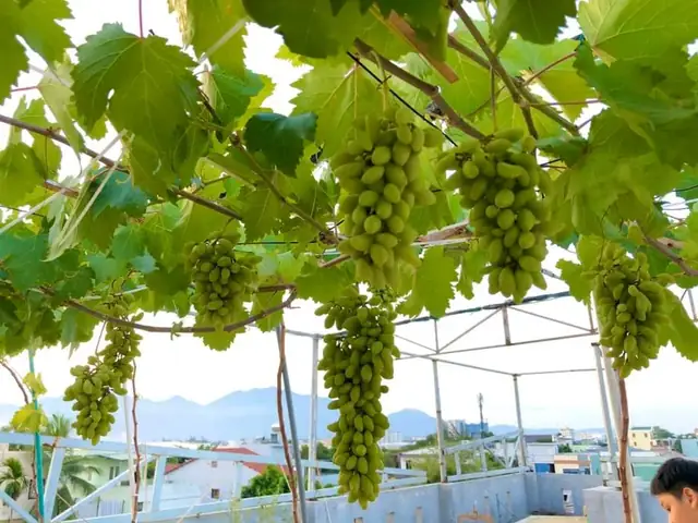 Hướng Dẫn Chi Tiết Cách Trồng Và Chăm Sóc Cây Nho Lùn Tại Nhà Thành Công