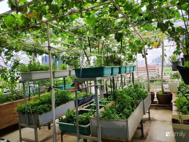 Hướng Dẫn Chi Tiết Cách Trồng Và Chăm Sóc Cây Nho Lùn Tại Nhà Thành Công