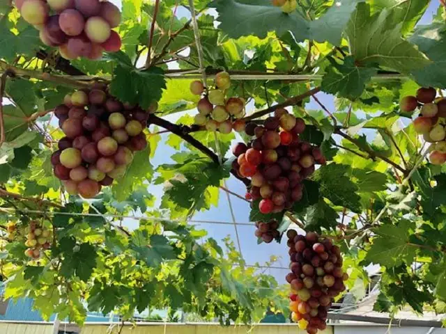 Hướng Dẫn Chi Tiết Cách Trồng Và Chăm Sóc Cây Nho Lùn Tại Nhà Thành Công