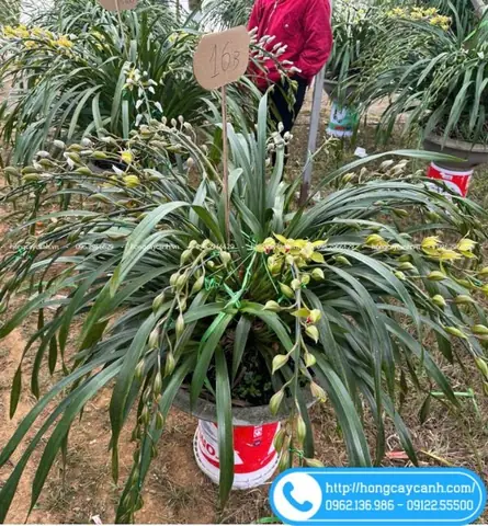 Hướng Dẫn Trồng Và Chăm Sóc Hoa Địa Lan Trần Mộng Chuẩn Chuyên Gia