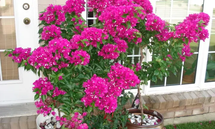Bí Quyết Trồng Và Chăm Sóc Hoa Giấy Ra Hoa Đẹp Quanh Năm
