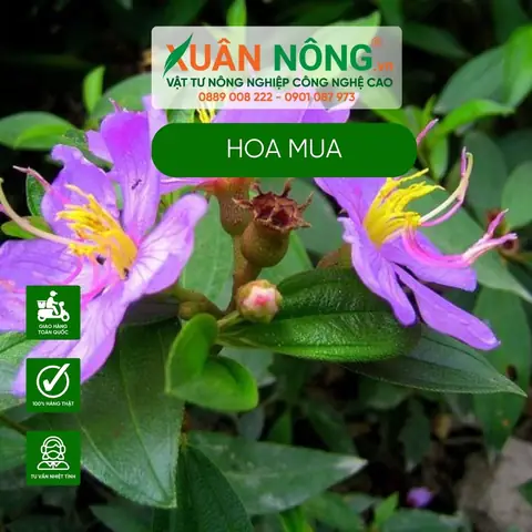Cách Trồng Và Chăm Sóc Hoa Mua Đẹp Quanh Năm: Hướng Dẫn Chi Tiết