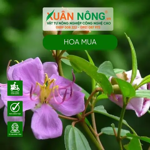 Cách Trồng Và Chăm Sóc Hoa Mua Đẹp Quanh Năm: Hướng Dẫn Chi Tiết