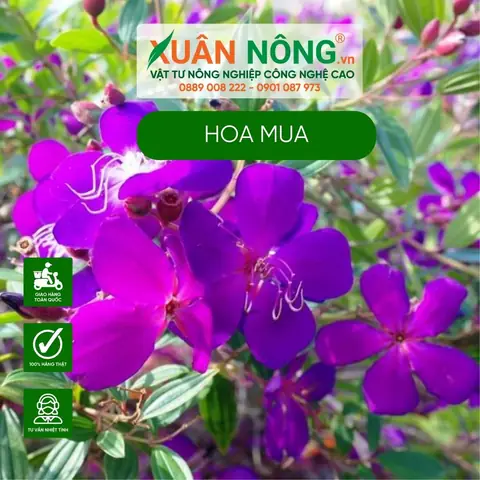 Cách Trồng Và Chăm Sóc Hoa Mua Đẹp Quanh Năm: Hướng Dẫn Chi Tiết