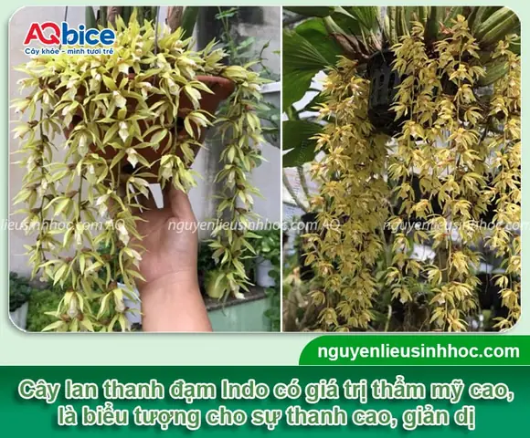 Hướng Dẫn Chi Tiết Cách Trồng Và Chăm Sóc Lan Thanh Đạm Indo Ra Hoa Đẹp Hướng Dẫn Chi Tiết Cách Trồng Và Chăm Sóc Lan Thanh Đạm Indo Ra Hoa Đẹp