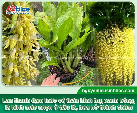 Hướng Dẫn Chi Tiết Cách Trồng Và Chăm Sóc Lan Thanh Đạm Indo Ra Hoa Đẹp Hướng Dẫn Chi Tiết Cách Trồng Và Chăm Sóc Lan Thanh Đạm Indo Ra Hoa Đẹp