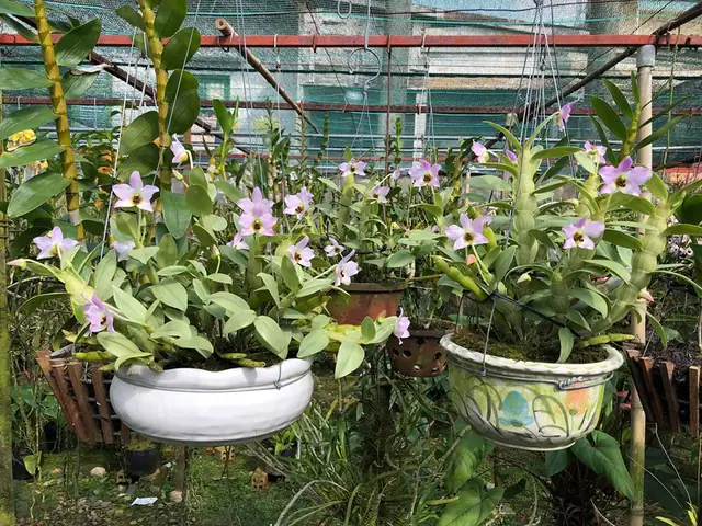 Hướng Dẫn Chi Tiết Cách Trồng Và Chăm Sóc Lan Trần Tuấn Cho Người Mới Bắt Đầu