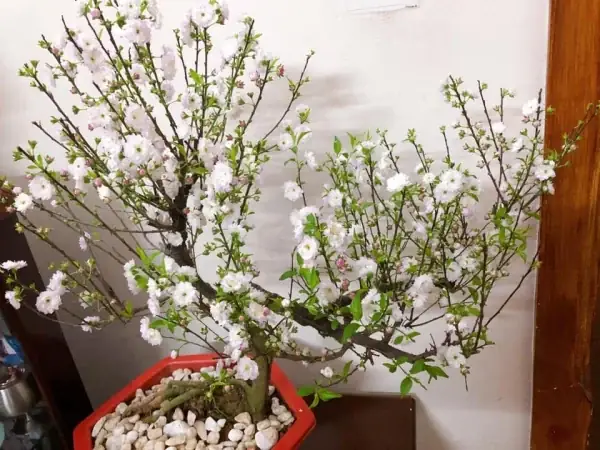 Bí Quyết Trồng Và Chăm Sóc Cây Nhất Chi Mai Tươi Tốt, Ra Hoa Đúng Tết Bí Quyết Trồng Và Chăm Sóc Cây Nhất Chi Mai Tươi Tốt, Ra Hoa Đúng Tết