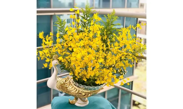 Hướng Dẫn Chi Tiết Cách Trồng Và Chăm Sóc Hoa Lan Vũ Nữ Mật Ngọt Hướng Dẫn Chi Tiết Cách Trồng Và Chăm Sóc Hoa Lan Vũ Nữ Mật Ngọt