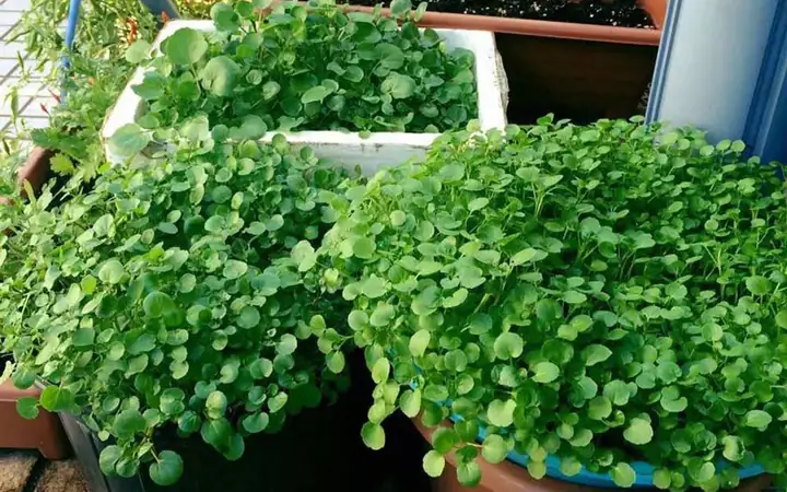 Hướng Dẫn Chi Tiết Cách Trồng Xà Lách Tại Nhà Đơn Giản, Tươi Ngon Hướng Dẫn Chi Tiết Cách Trồng Xà Lách Tại Nhà Đơn Giản, Tươi Ngon
