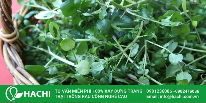 Cách Trồng Xà Lách Xoong Nhật: Hướng Dẫn Chi Tiết Từ A-Z Cho Người Mới Bắt Đầu