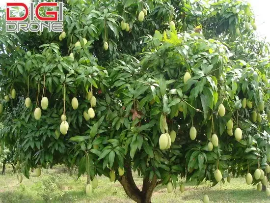 Hướng Dẫn Chi Tiết Cách Trồng Xoài Cát Hòa Lộc Thơm Ngon, Trái To Hướng Dẫn Chi Tiết Cách Trồng Xoài Cát Hòa Lộc Thơm Ngon, Trái To