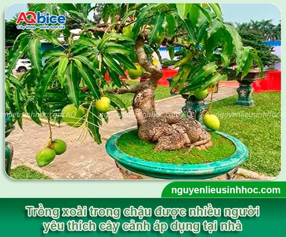 Hướng Dẫn Trồng Xoài Tím Tại Nhà: Kỹ Thuật Chăm Sóc Cho Năng Suất Cao