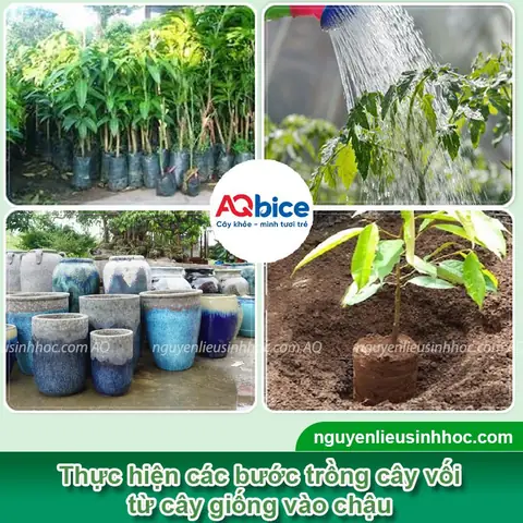 Hướng Dẫn Trồng Xoài Tím Tại Nhà: Kỹ Thuật Chăm Sóc Cho Năng Suất Cao