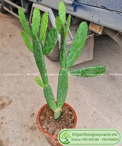 Hướng Dẫn Chi Tiết Cách Trồng Và Chăm Sóc Xương Rồng Tai Thỏ Sinh Trưởng Tốt Hướng Dẫn Chi Tiết Cách Trồng Và Chăm Sóc Xương Rồng Tai Thỏ Sinh Trưởng Tốt