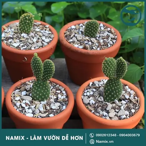 Hướng Dẫn Chi Tiết Cách Trồng Và Chăm Sóc Xương Rồng Tai Thỏ Sinh Trưởng Tốt Hướng Dẫn Chi Tiết Cách Trồng Và Chăm Sóc Xương Rồng Tai Thỏ Sinh Trưởng Tốt