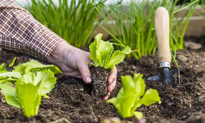 Hướng Dẫn Cách Ủ Đất Trồng Cây Chuẩn Nông Dân: Từ Cơ Bản Đến Nâng Cao