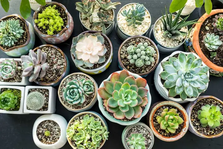 Cách Ươm Trồng Sen Đá Từ Lá: Hướng Dẫn Chi Tiết Cho Người Mới Bắt Đầu Cách Ươm Trồng Sen Đá Từ Lá: Hướng Dẫn Chi Tiết Cho Người Mới Bắt Đầu