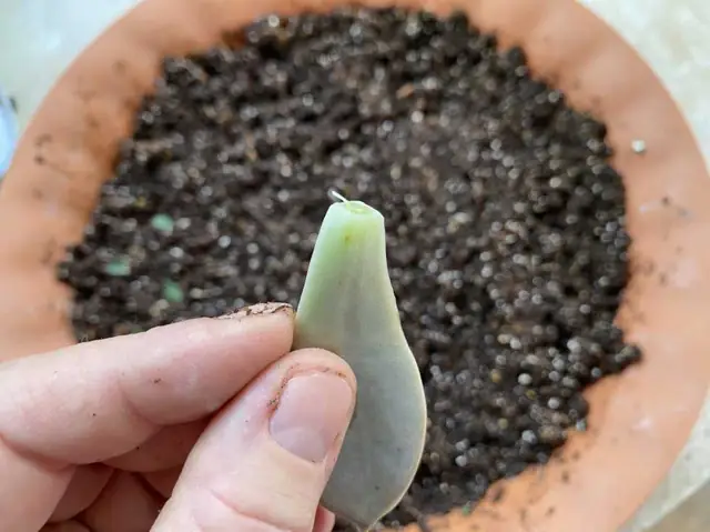 Cách Ươm Trồng Sen Đá Từ Lá: Hướng Dẫn Chi Tiết Cho Người Mới Bắt Đầu Cách Ươm Trồng Sen Đá Từ Lá: Hướng Dẫn Chi Tiết Cho Người Mới Bắt Đầu
