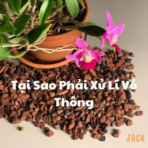 Cách Xử Lý Giá Thể Trồng Lan Đúng Chuẩn: Hướng Dẫn Chi Tiết Từ A-Z