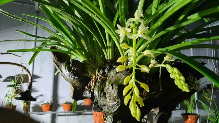 Cách Xử Lý Lan Kiếm Đúng Kỹ Thuật Trước Khi Trồng Để Cây Phát Triển Tốt Cách Xử Lý Lan Kiếm Đúng Kỹ Thuật Trước Khi Trồng Để Cây Phát Triển Tốt