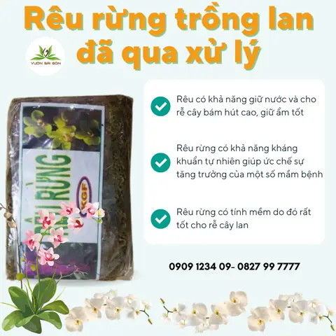 Cách Xử Lý Rêu Trên Giá Thể Trồng Lan Hiệu Quả Cho Cây Khỏe Mạnh Cách Xử Lý Rêu Trên Giá Thể Trồng Lan Hiệu Quả Cho Cây Khỏe Mạnh
